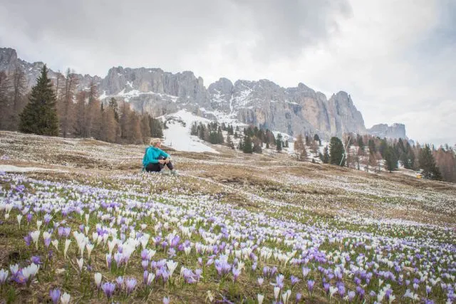 Krokusse auf einer Bergwiese in den Dolomiten, Südtirol
