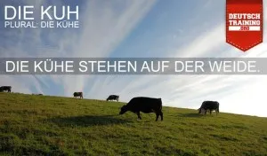 Kuh mit braunem Fell und großen Ohren auf einer grünen Weide