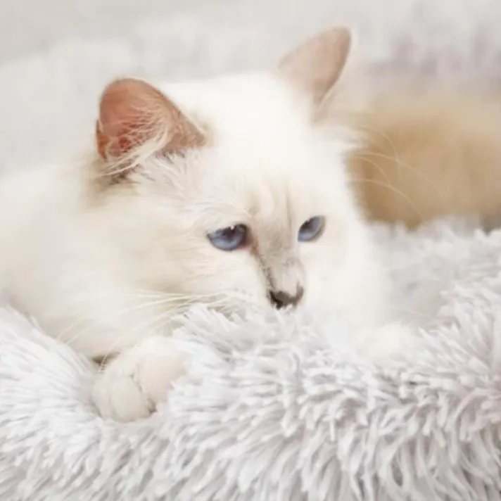 Kuscheliges Katzenbett Wolke 7 - das Original