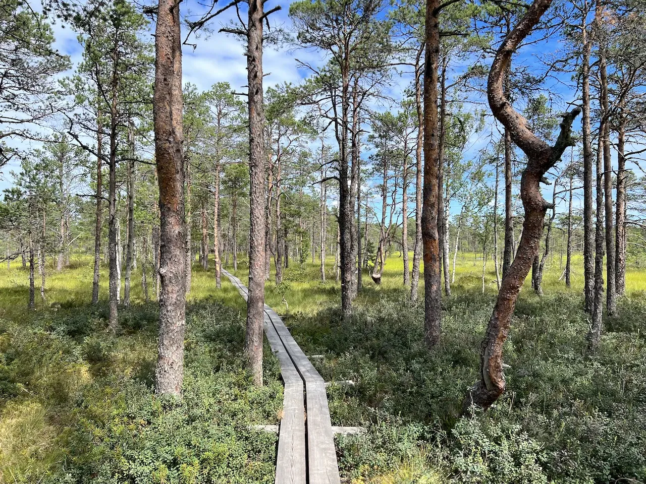 Lahemaa Nationalpark Moor