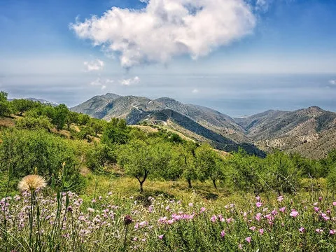 Landschaft mit Bergen, Disteln und Bäumen mit Aussicht auf das Meer in Andalusien, Spanien