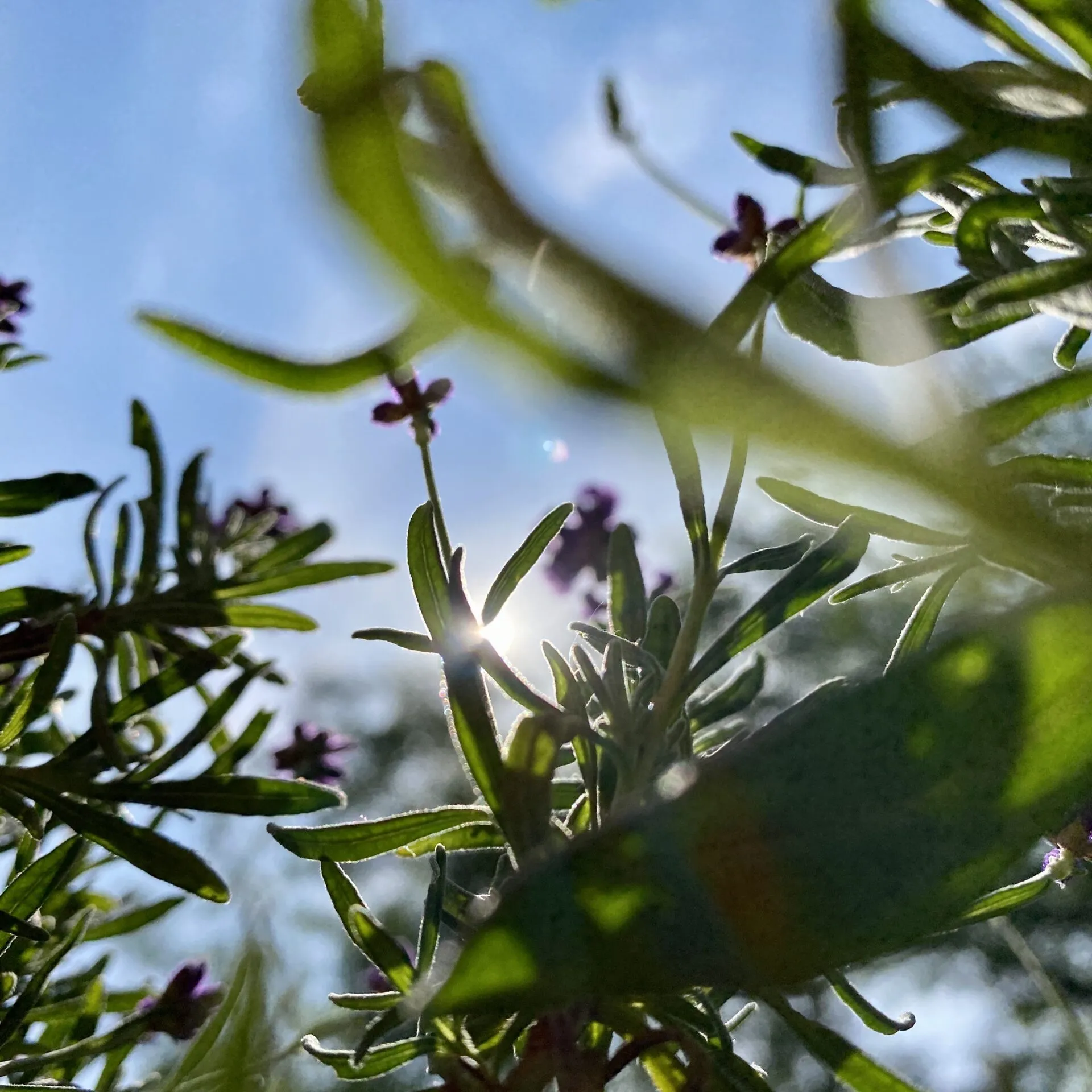 Lavendel auf dem Balkon