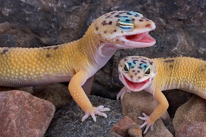 Leopardgecko