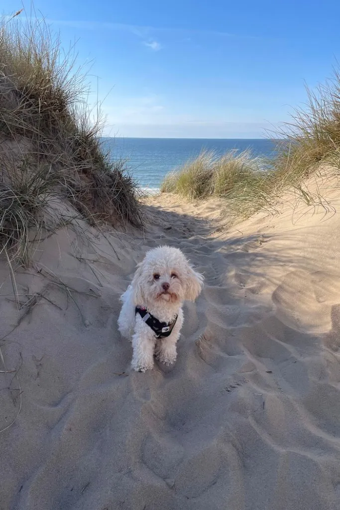 Liebe Hundesprüche: Ein treuer Hund blickt seinem Herrchen in die Augen