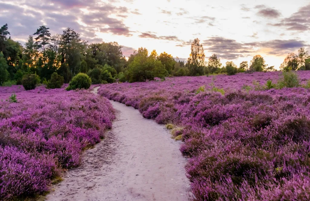lila Feld der Lüneburger Heide