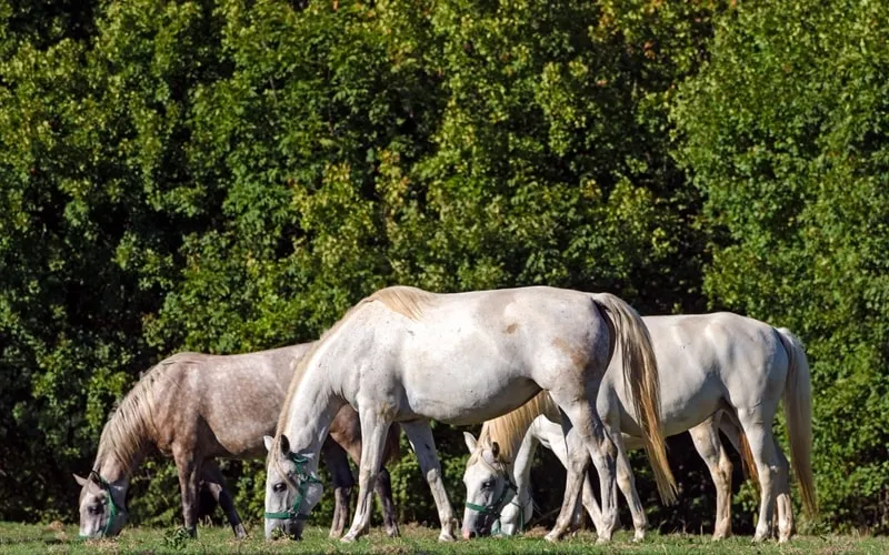 Lipizzaner Pferde auf einer Weide in Slowenien