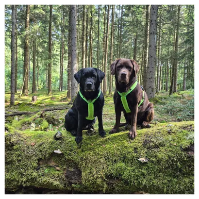 Logo des Schulhunde Bayern e.V., ein stilisiertes Hundeprofil, das Seriosität und Engagement für Schulhunde in Deutschland symbolisiert