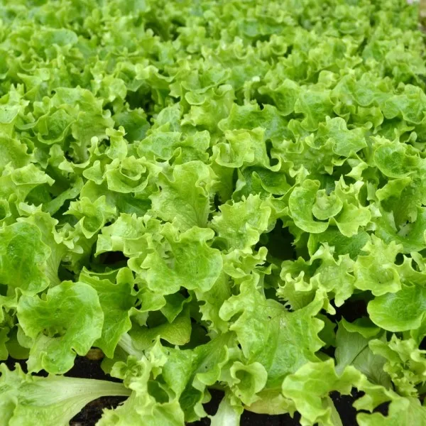 Lollo Salat - Knackige, voluminöse Blätter