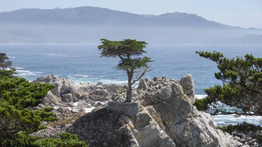 Lone Cypress auf dem 17-Mile Drive