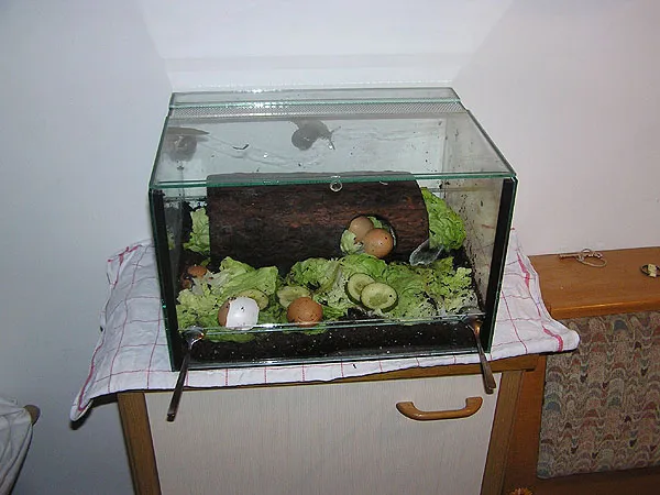 Lösung für ausreichende Sauerstoffversorgung im Schnecken-Terrarium