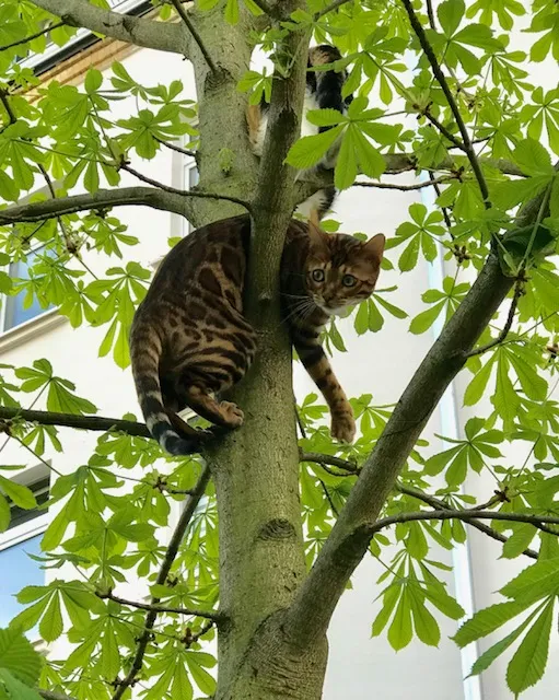 Luna ermutigt Timur beim Klettern.