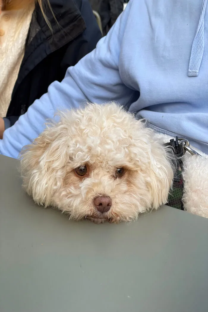 Lustige Hundesprüche mit einem kleinen, verspielten Hund