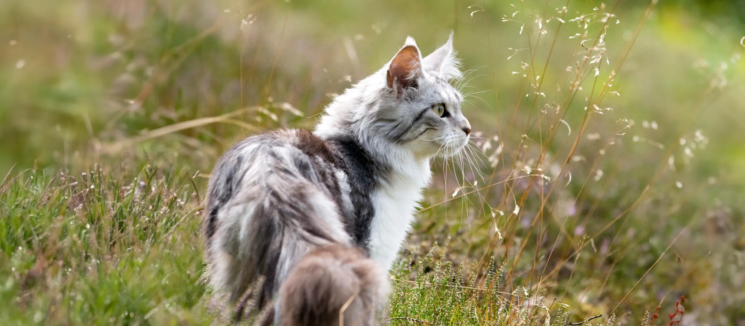 Maine Coon Katze im hohen Gras symbolisiert natürliche Jagdinstinkte für gesunde Katzenernährung
