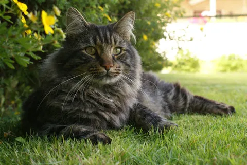 Maine Coon Katze