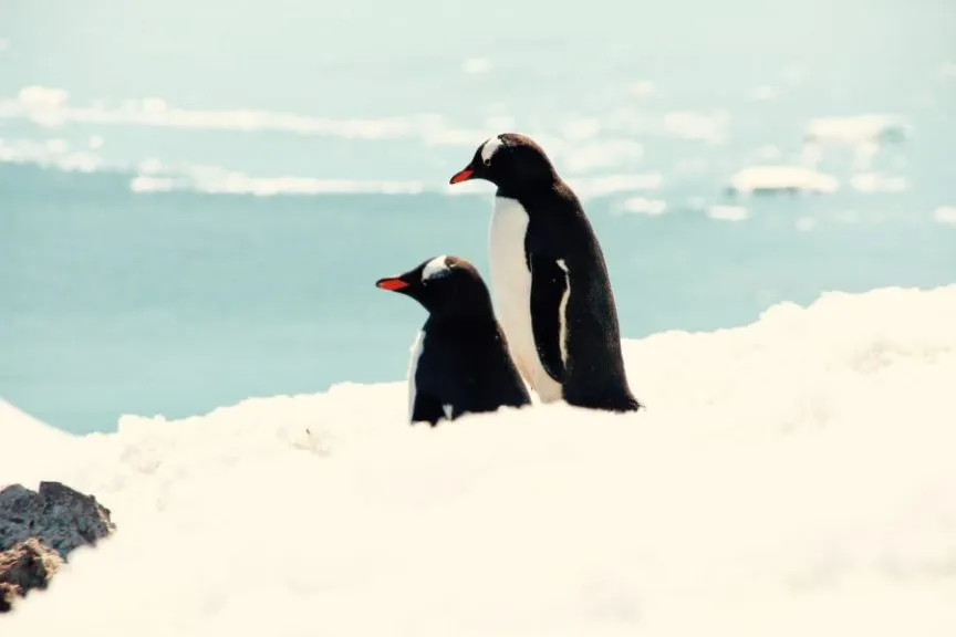 Majestätische Eisberge in der Antarktis mit Pinguinen
