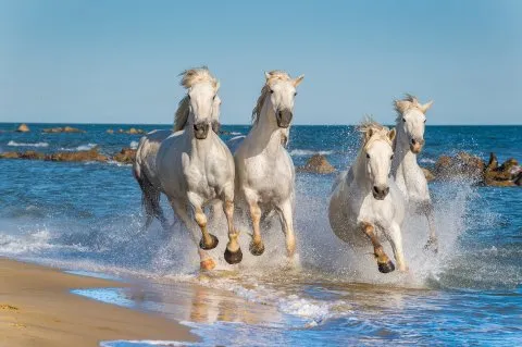 Majestätische weiße Pferde in der Camargue, Frankreich, ein Naturerlebnis während einer Flusskreuzfahrt.