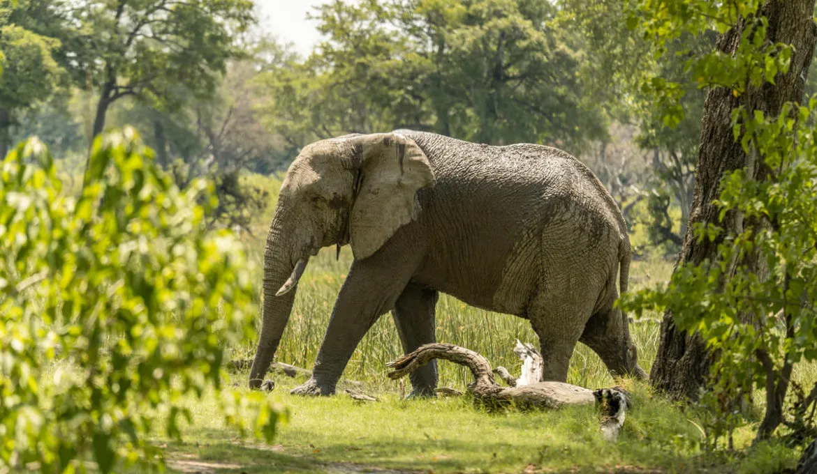 Majestätischer Elefant im Moremi Game Reserve in Botswana, ideal für Safaris im Juni.