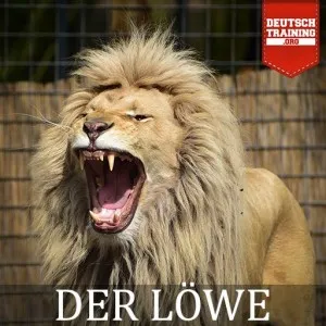 Majestätischer Löwe mit dichter Mähne, schaut direkt in die Kamera