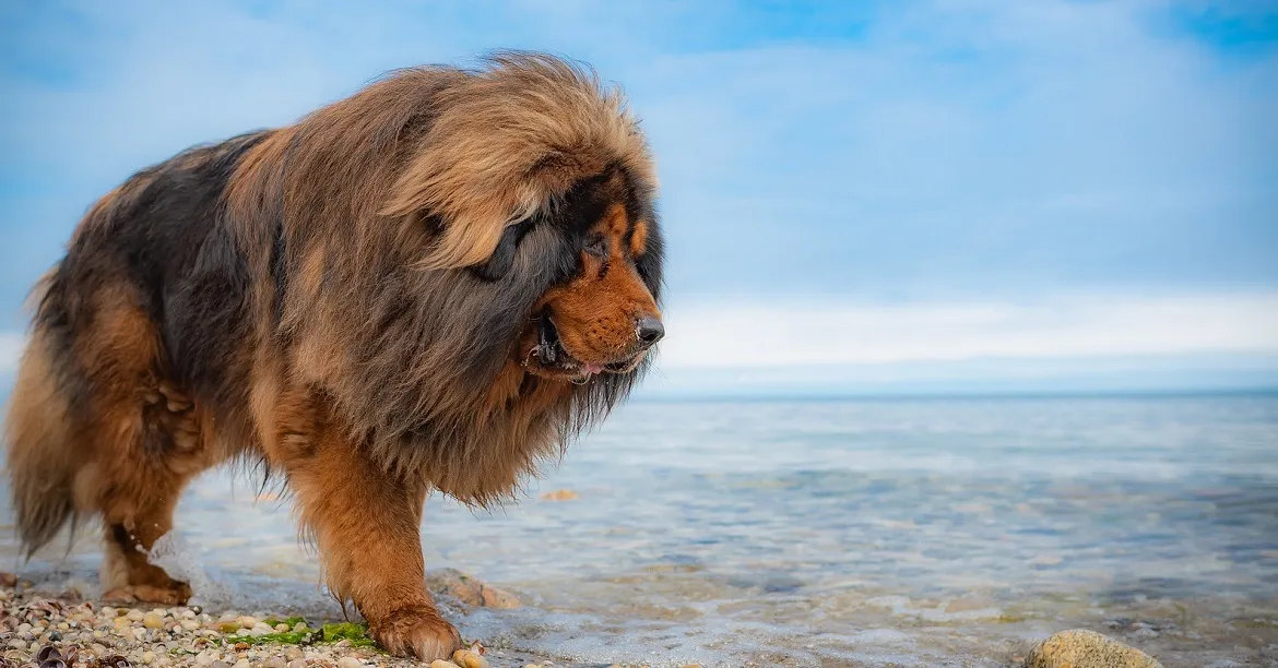 Majestätischer Tibetischer Mastiff mit dichtem Fell und wachsamen Blick