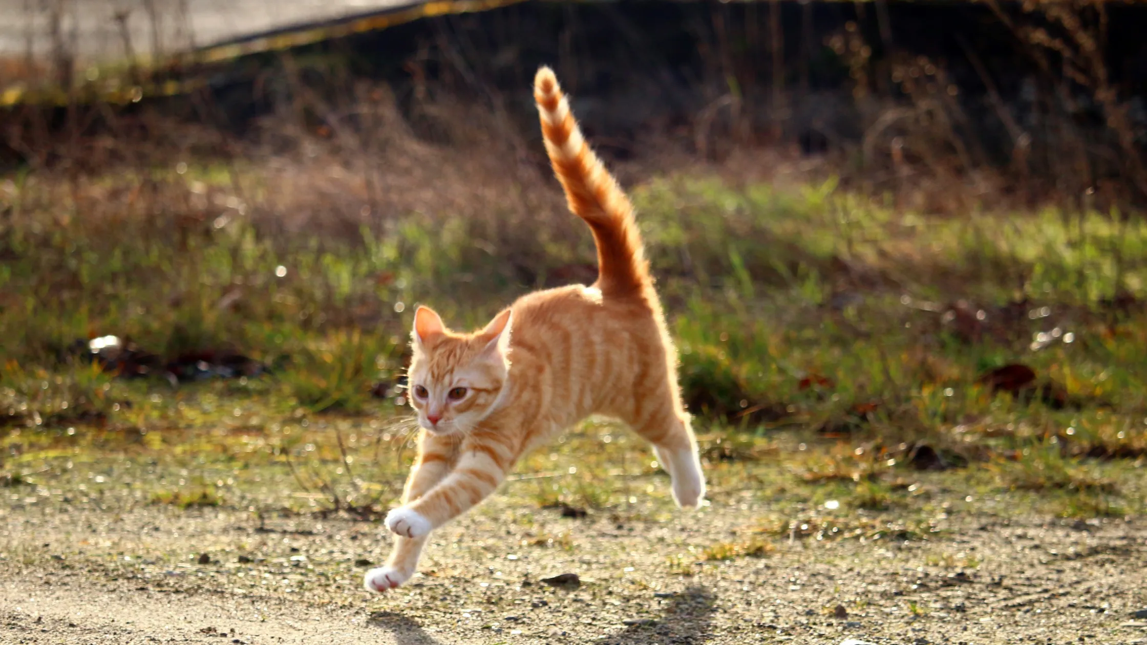 Makrelen-Tabby Katze