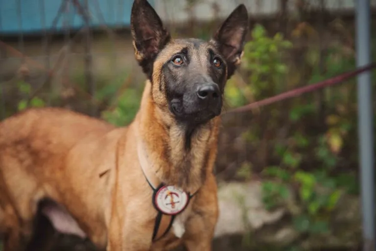 Malinois-Mischling Larna sucht ein Zuhause