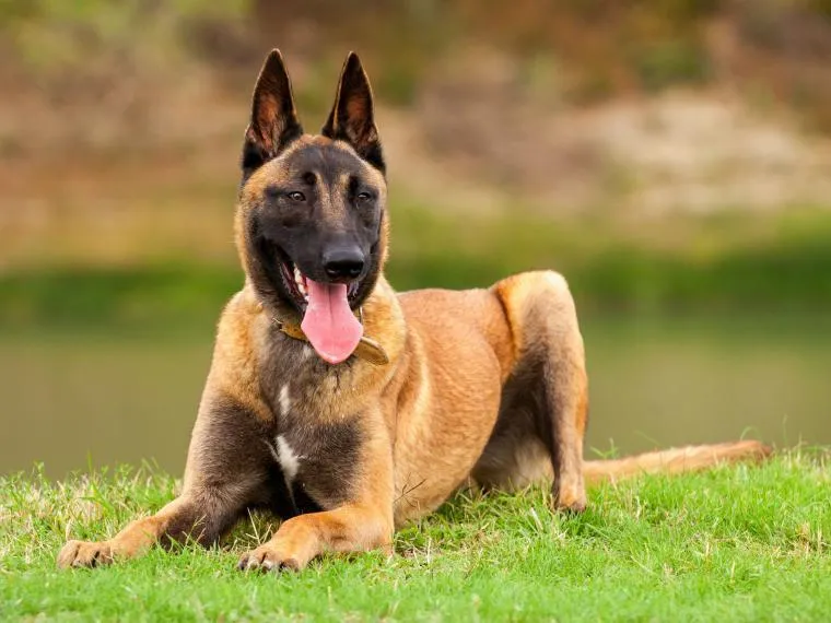 Malinois