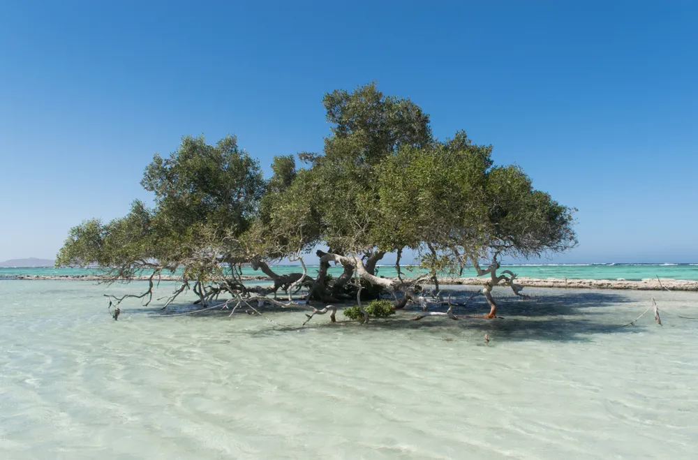 Mangroven im Wadi el Gemal Nationalpark