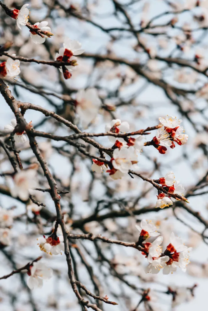 Marillenbluete Wachau