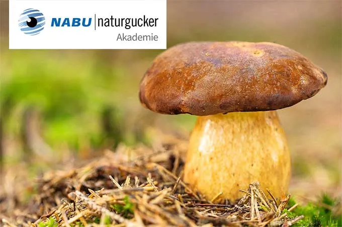 Maronenröhrling - Foto: Winfried Rusch