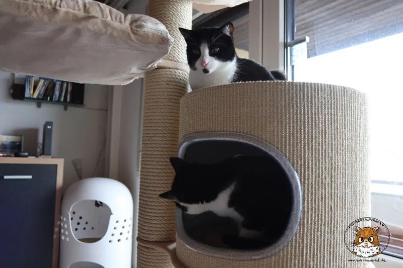 Max und C.O., Tuxedokatzen, genießen ihre Lieblingsplätze auf Kirstins Kratzbaum