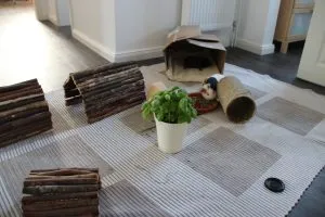 Meerschweinchen erkunden einen sicheren Wohnungsauslauf mit vielfältigen Versteckmöglichkeiten