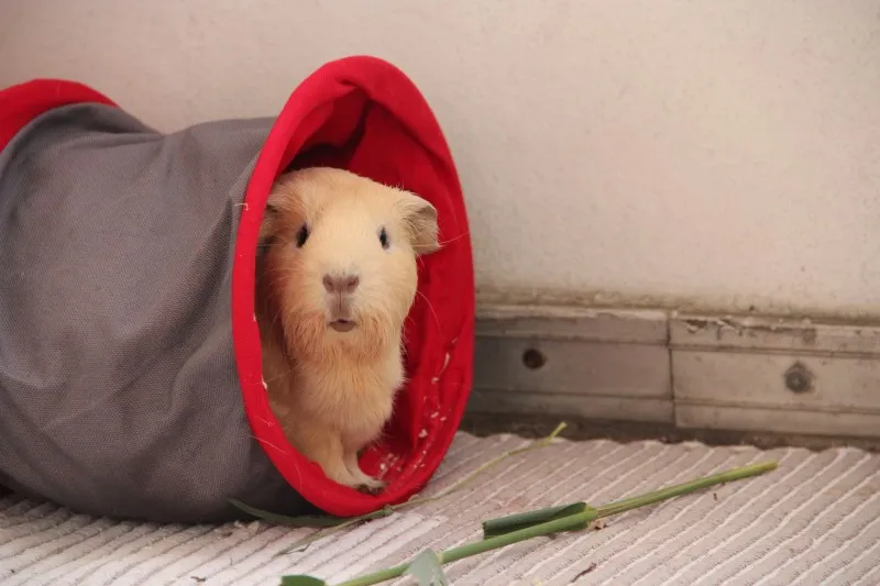 Meerschweinchen erkunden einen Tunnel in ihrem artgerechten Gehege