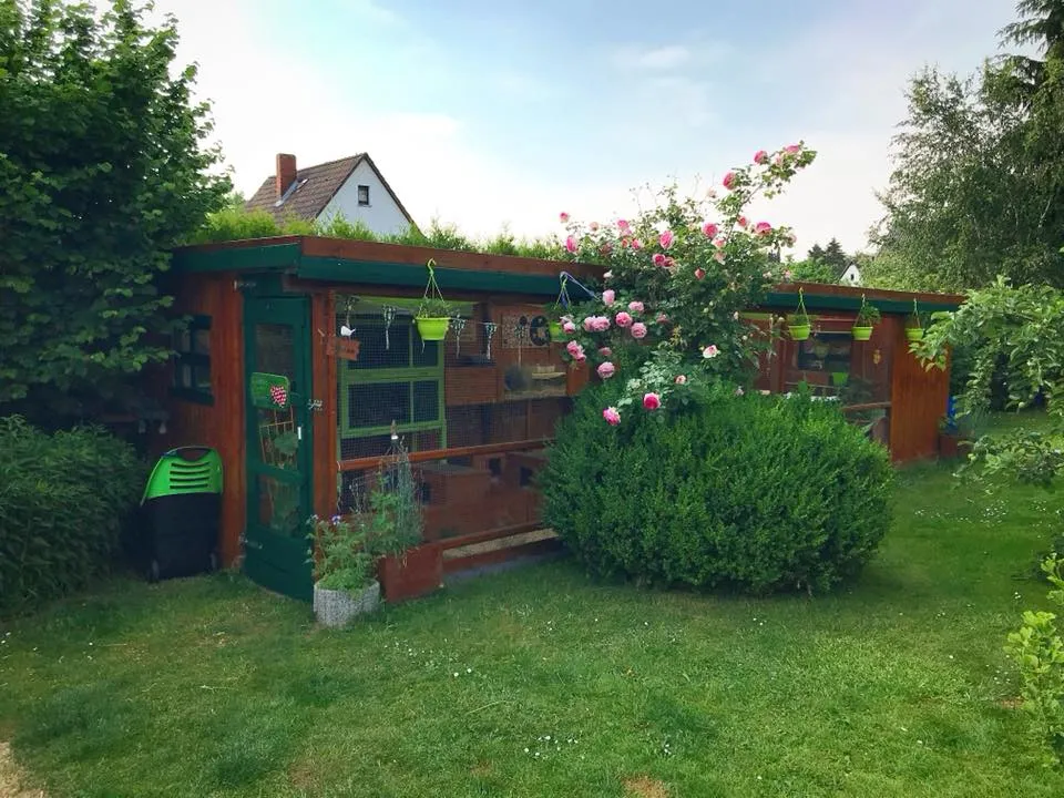 Meerschweinchen erkunden ihr großes Außengehege im Garten