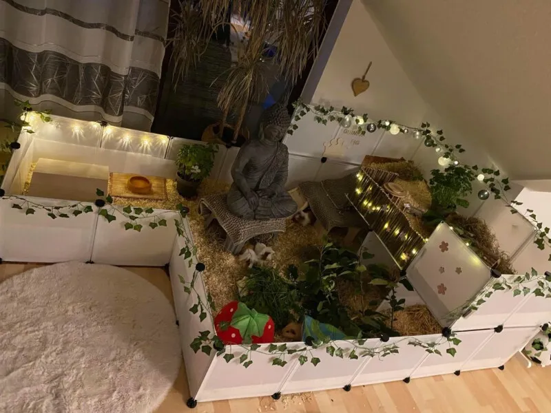 Meerschweinchen genießen artgerechten Lebensraum, der den gesetzlichen Mindestmaßen entspricht