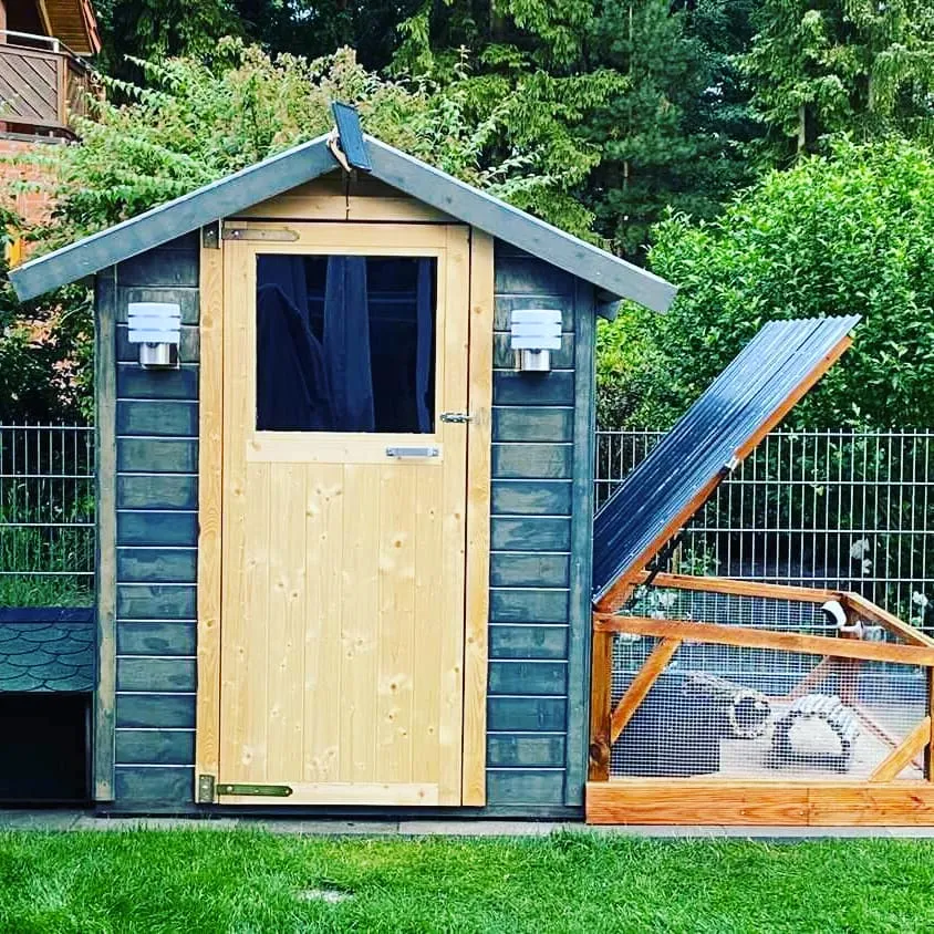 Meerschweinchen genießen ihr Leben in einem großen, grünen Außengehege