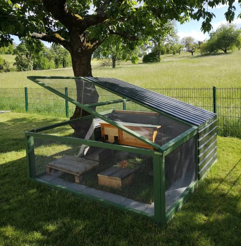 Meerschweinchen in einem naturnahen Außengehege mit Baumstammverstecken