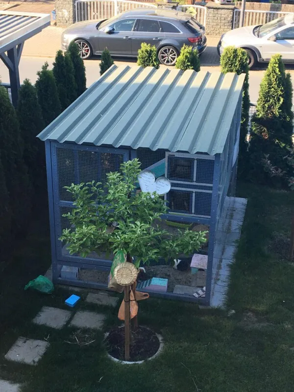 Meerschweinchen in einer geräumigen Voliere im Garten mit viel Auslauf