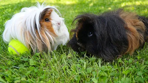 Meerschweinchen Langhaar