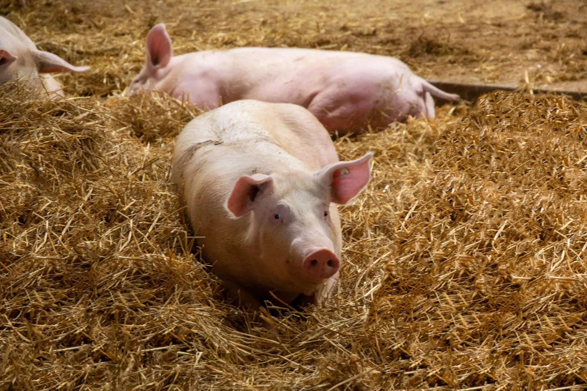 Mehrere Schweine liegen im Stroh