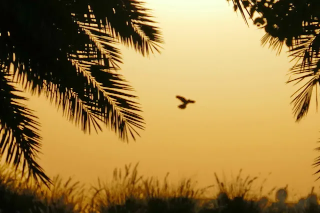 Mensch, der Hand eines sterbenden geliebten Menschen hält