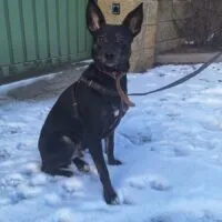 Mike, ein Chihuahua Notfall, der sich mit Katzen verträgt und ein Zuhause sucht