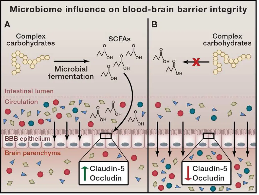 Mikrobiom-Einfluss auf die Integrität der Blut-Hirn-Schranke