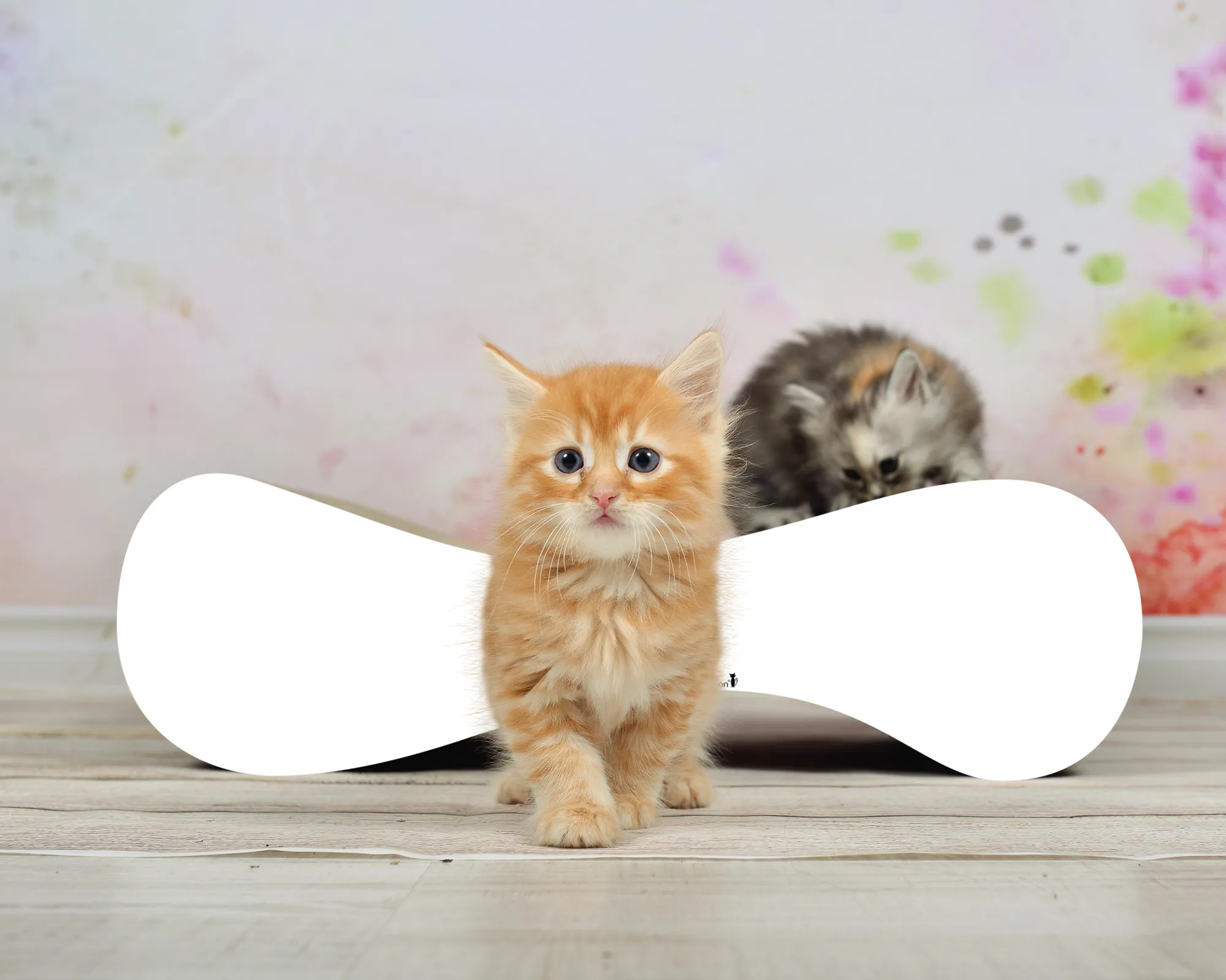 Modernes, weißes Katzensofa LE VER S als Kratzbaum aus Wellpappe von der Seite