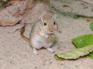 Mongolische Rennmaus mit braunem Fell und langem Schwanz