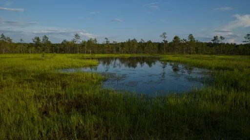 Moorlandschaft mit blauem Himmel