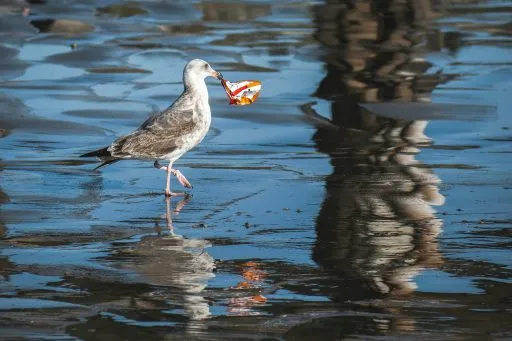 Möwe steht im Wasser und hält ein Stück Plastikmüll im Schnabel