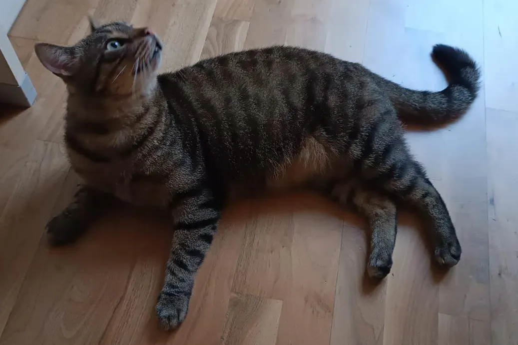 Muschka/Mausi, eine Mischlingskatze, vermisst in Wolfenbüttel, Niedersachsen