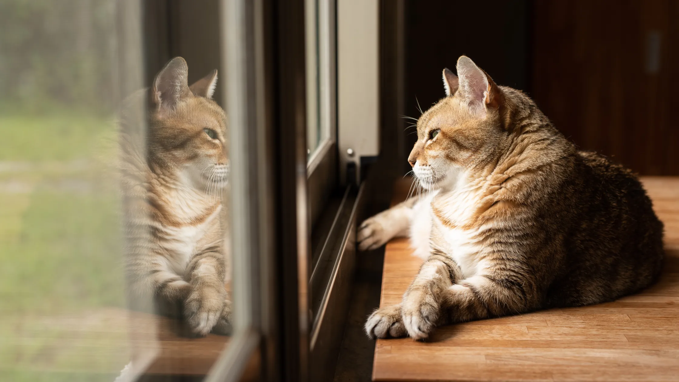 Muster und Farben getigerter Katzen
