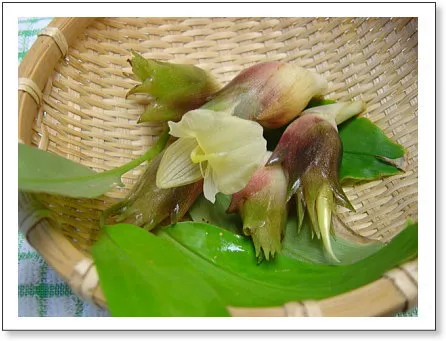 Myoga-Ingwer-Knospen frisch vom Markt