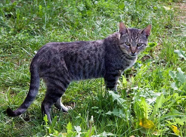 Nahaufnahme einer braun getigerten Europäischen Kurzhaar Katze mit ausdrucksvollen grünen Augen, die aufmerksam in die Kamera blickt.